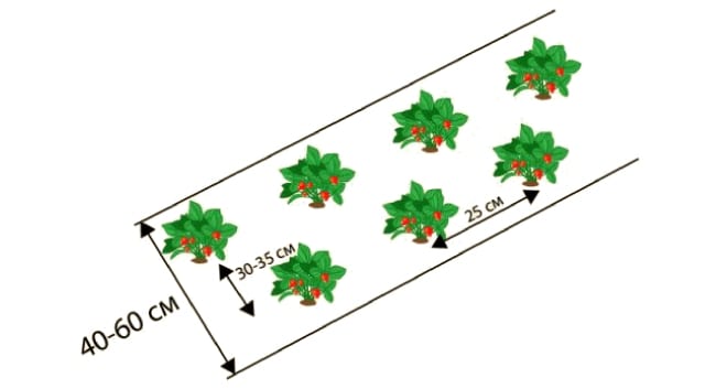 Aardbeien in de vorm van schaakstukken Schaakbordlanding