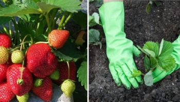 Pagtatanim ng mga strawberry