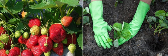 Aardbeien planten Aardbeien planten