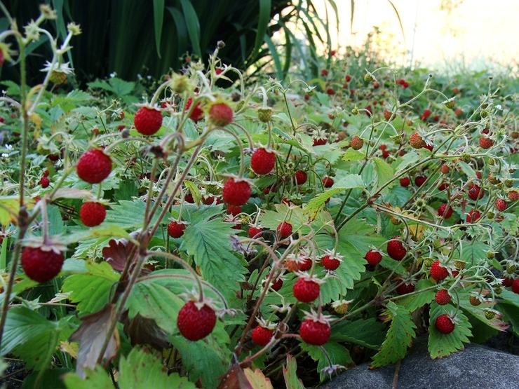 Doordragende aardbeien Bosverhaal