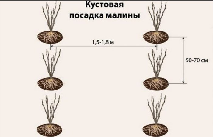 種植灌木狀覆盆子