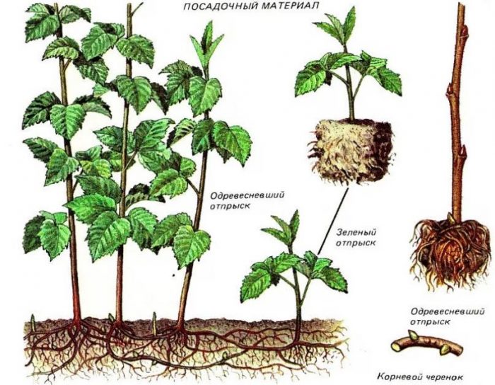 種植材料