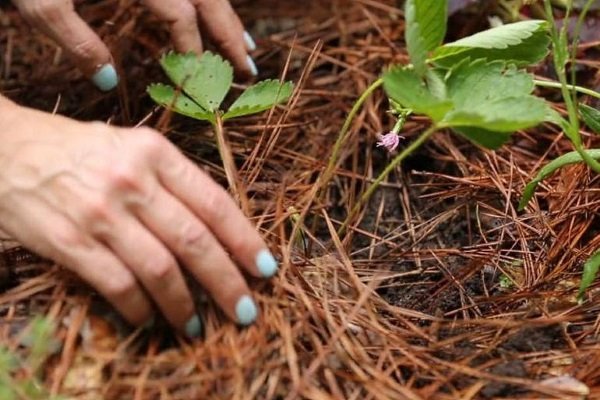 Aardbeien met mulch Stro-mulch
