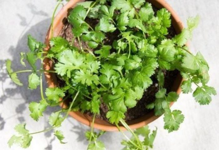 Parsley sa isang palayok