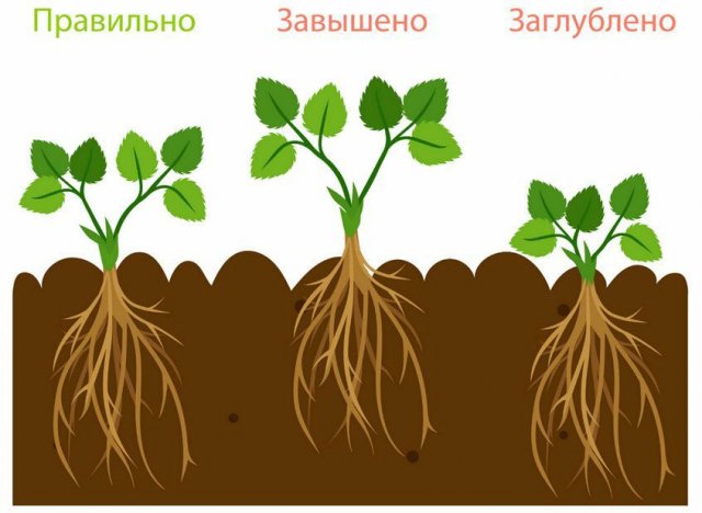 Verdieping van de struiken Het correct planten van aardbeien