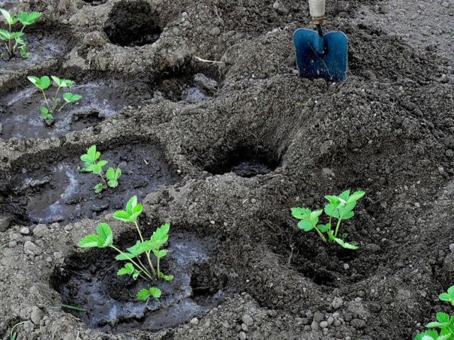 Correcte pasvorm Aardbeien planten