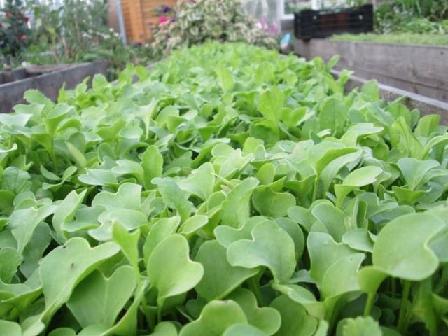 Groenbemesting in het tuinbed Groenbemesting