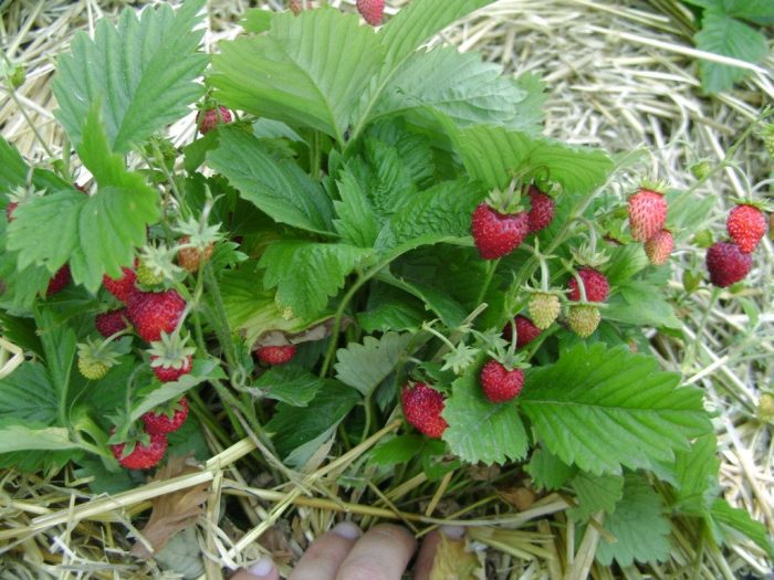 Doordragende aardbeien Ali Baba