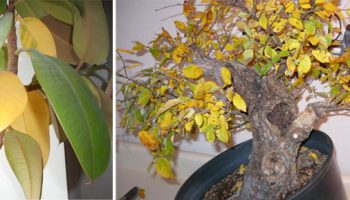 Ang mga dahon ng Ficus ay nagiging dilaw