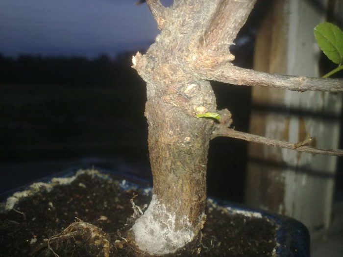 May sakit na ficus