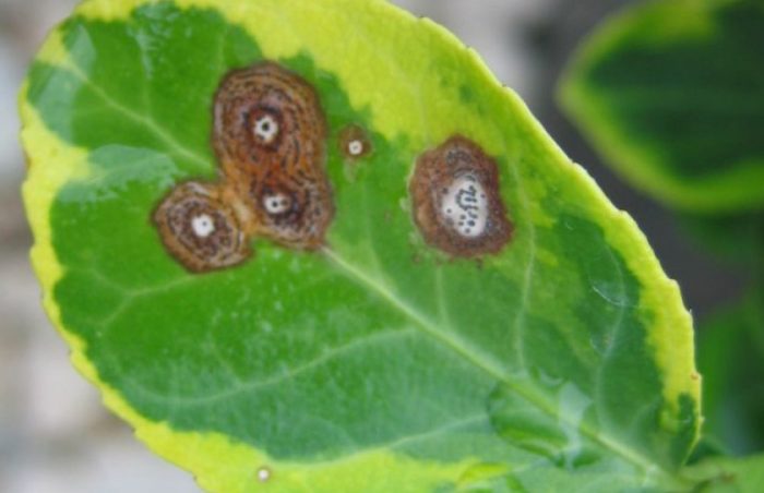 Anthracnose