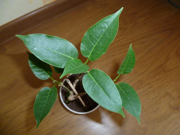 Ficus tinctoria