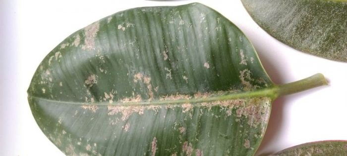 Thrips sa isang ficus