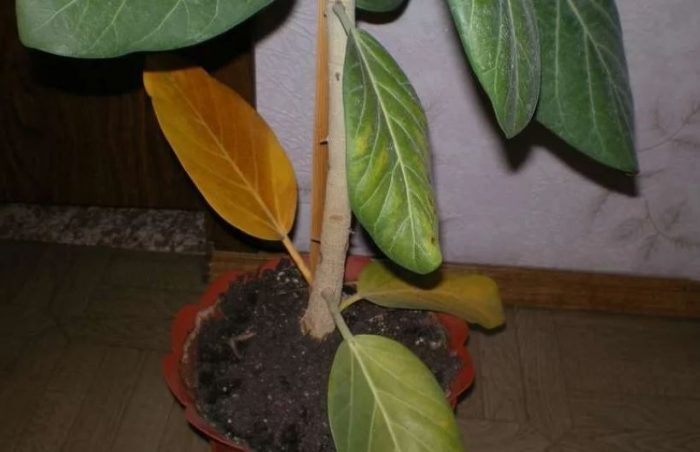 Ficus sa lilim