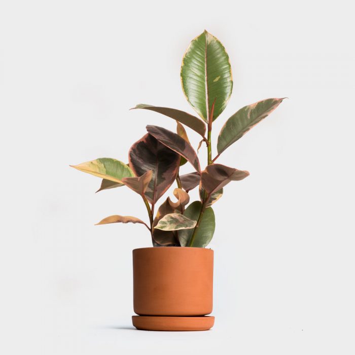 Ficus sa isang palayok