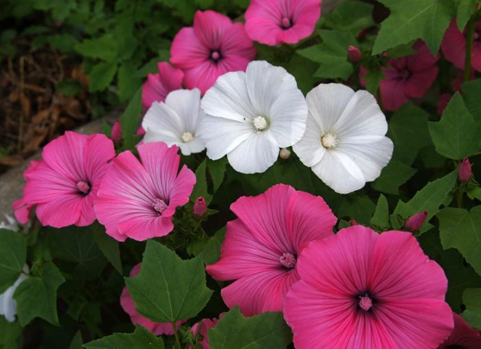 Lavatera