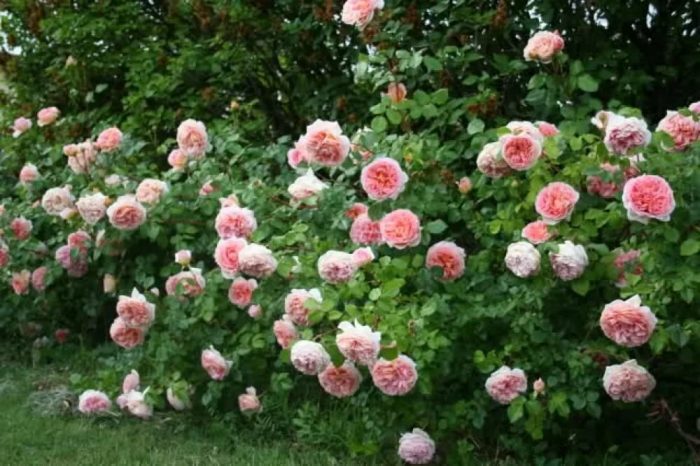 Rose Abraham Darby