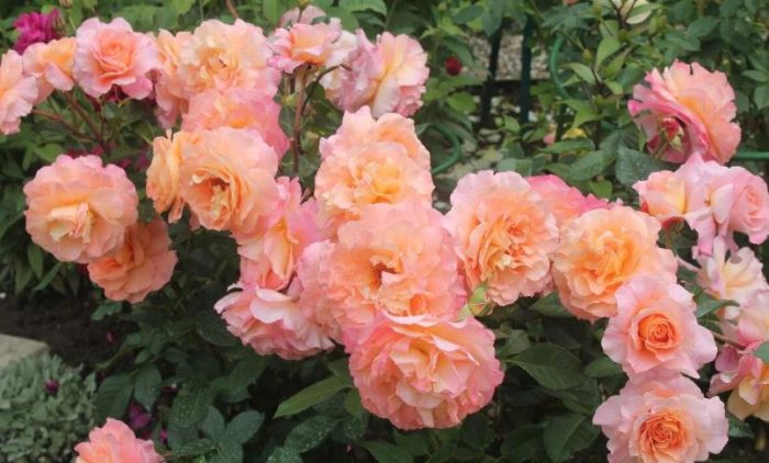 Rose Augusta Luise
