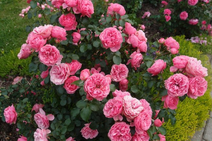 Rose Leonardo da Vinci