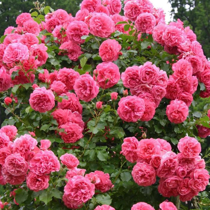 Rosarium Uetersen