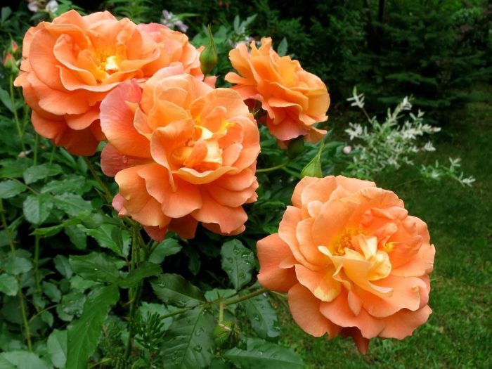 Westerland Rose