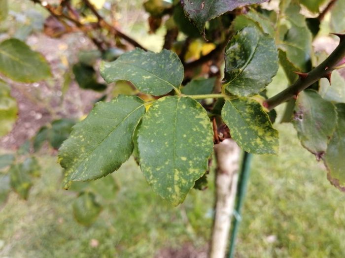Virus na mosaic