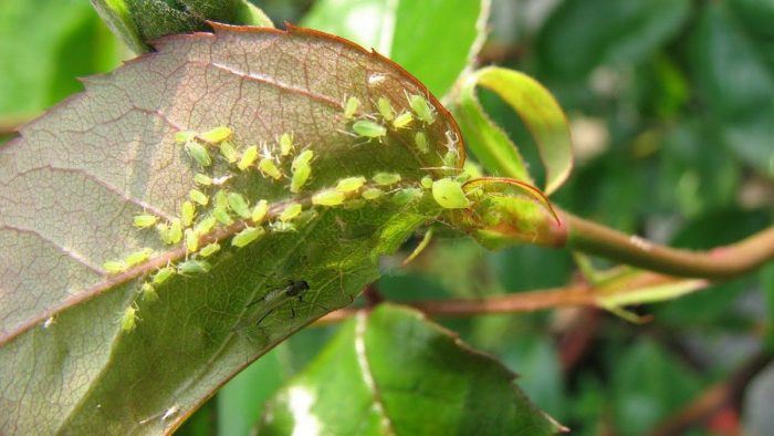 Mga aphid sa mga rosas