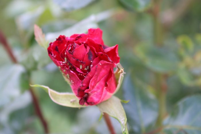 Mga aphid sa isang rosas