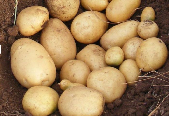 Mga patatas na buto