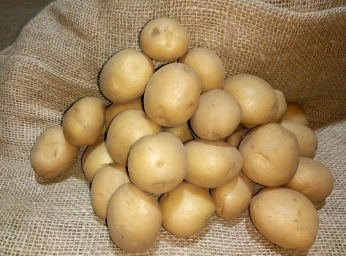 Colombo mula sa palumpong
