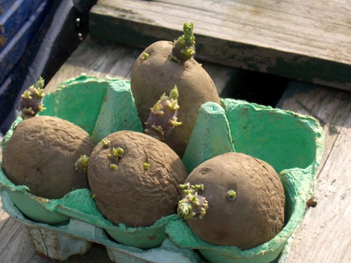 Mga patatas na sumisibol