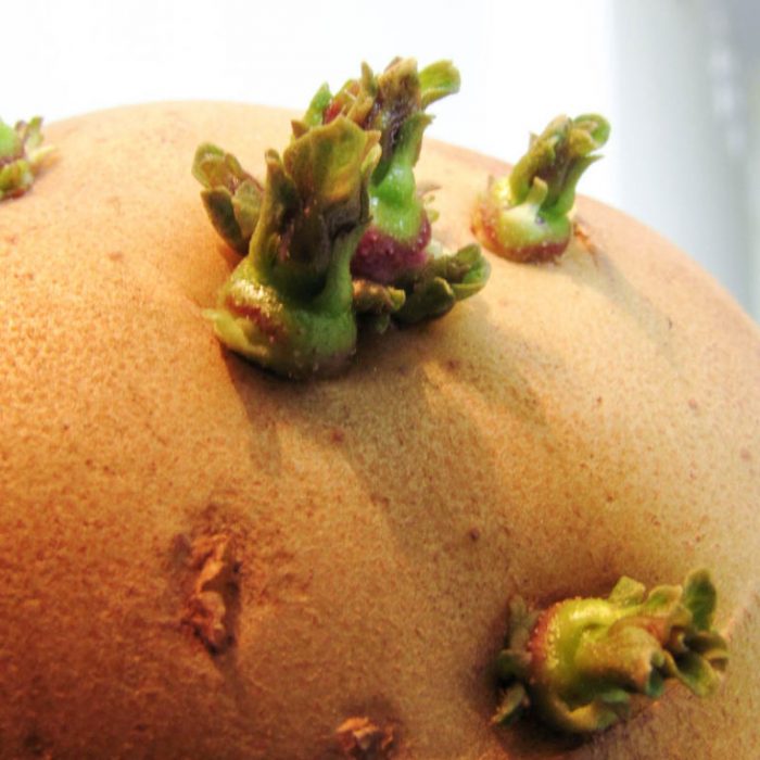 Tuber na sumibol