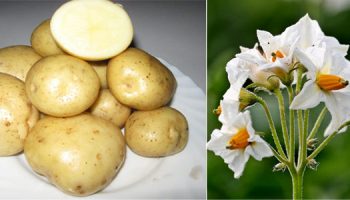 Цветя и плодове на картофа Лили