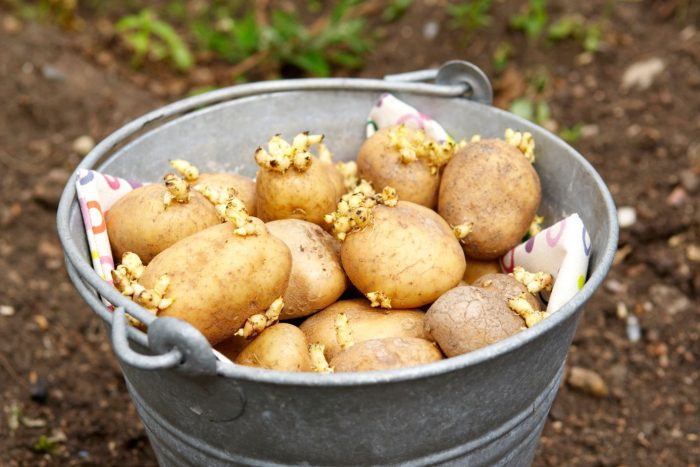 Mga patatas na tumubo