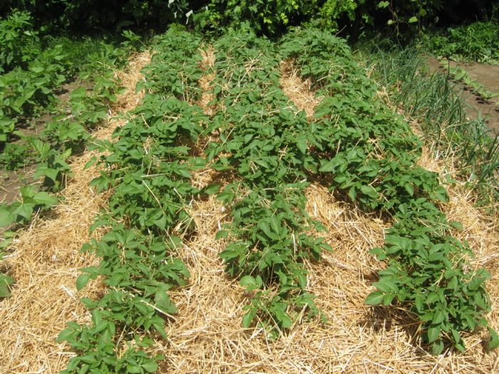 Paglalagay ng mulch sa patatas