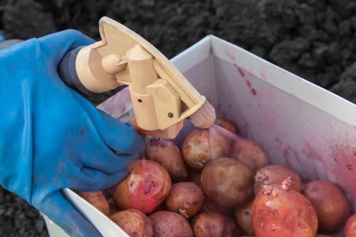 Pagproseso ng patatas