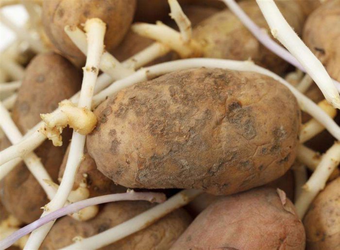 Mga patatas na malakas tumubo