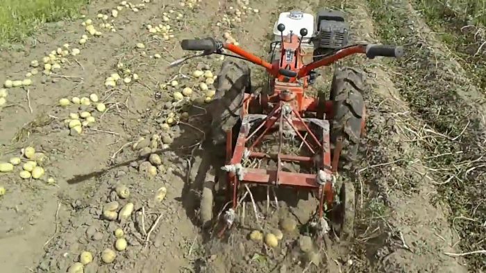 Pag-aani ng patatas gamit ang walk-behind tractor