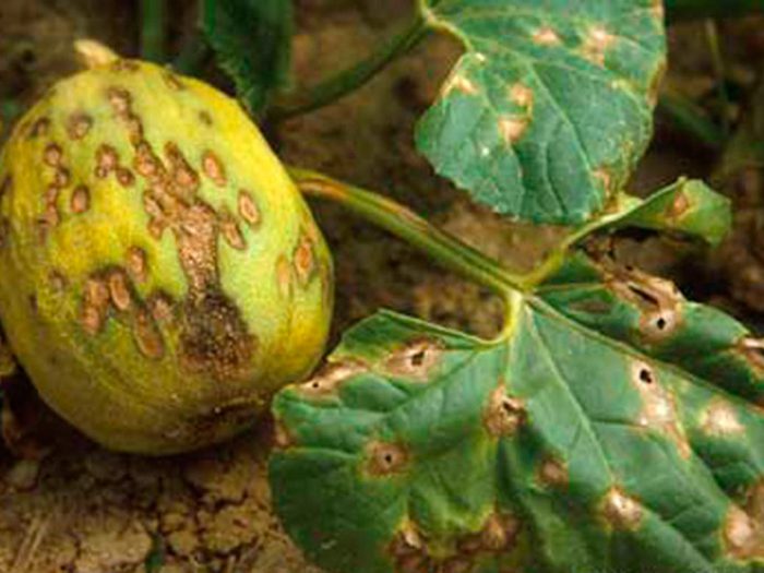 Anthracnose
