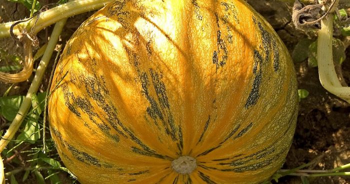 Cucurbita rero