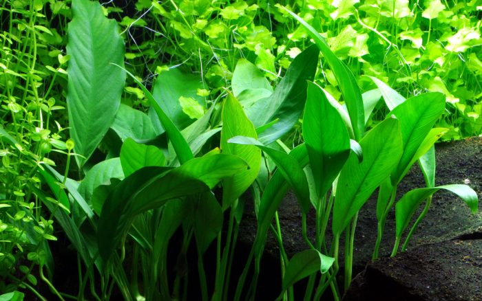 Anubias