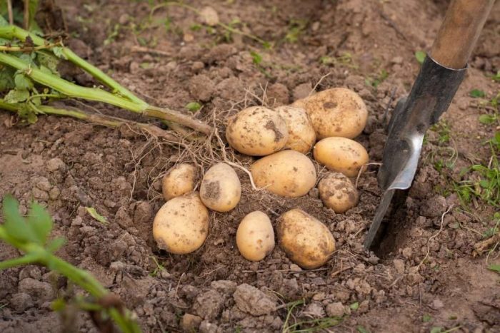 Mga tuber ng Gala mula sa isang bush