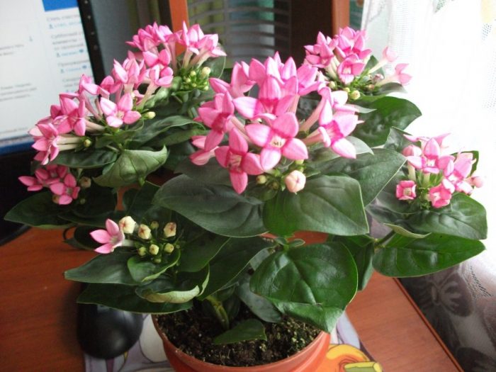Bouvardia