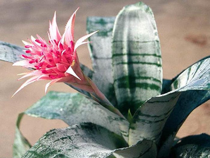 Aechmea