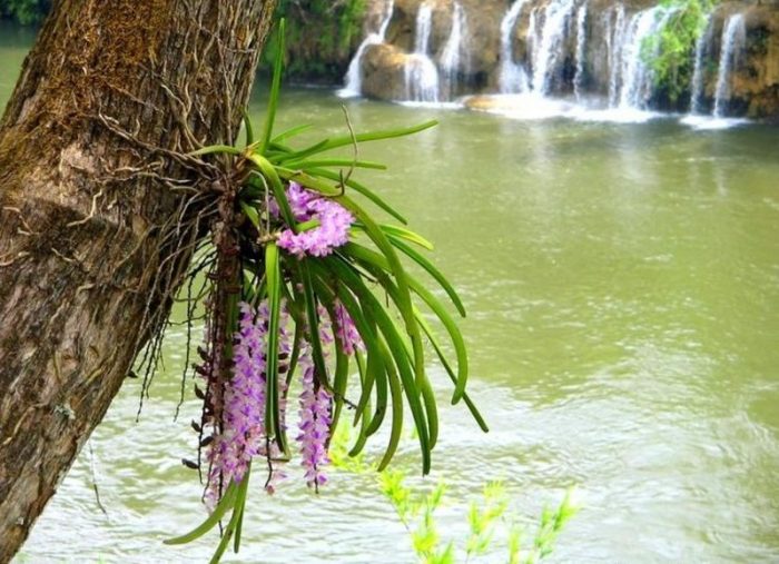 Epiphyte sa isang puno