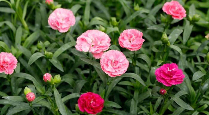 Carnation ng Shabo