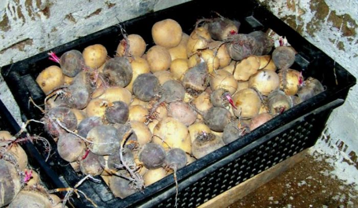 Pag-iimbak ng patatas na may beets