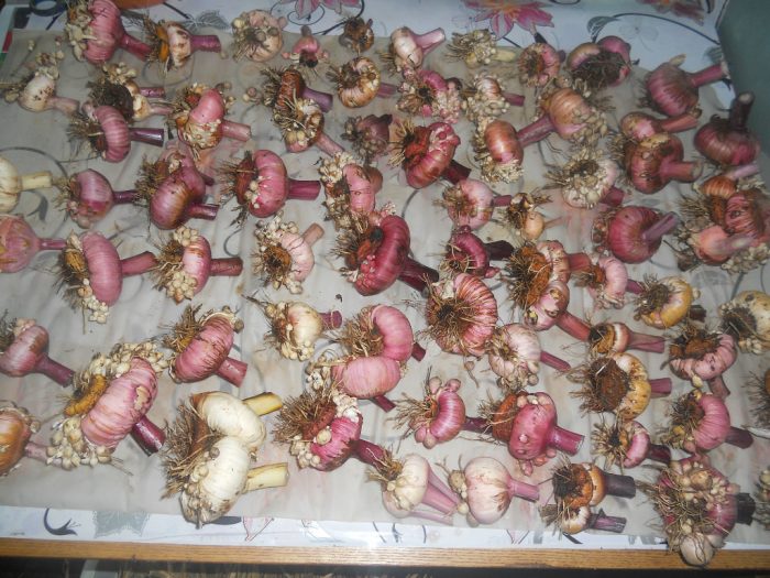 Skladovanie žiaroviek