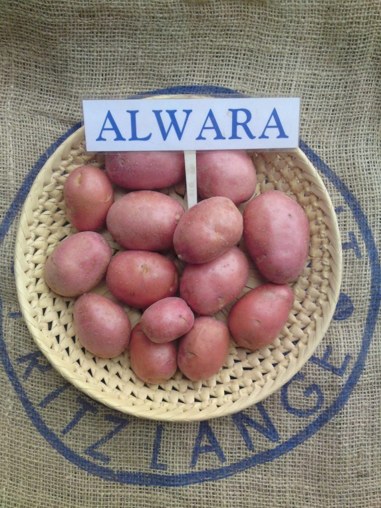 Alvara sa eksibisyon