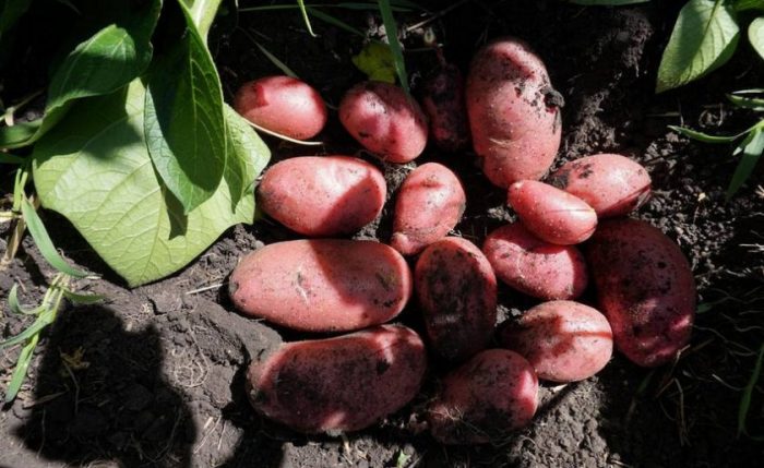 Pag-aani ng patatas